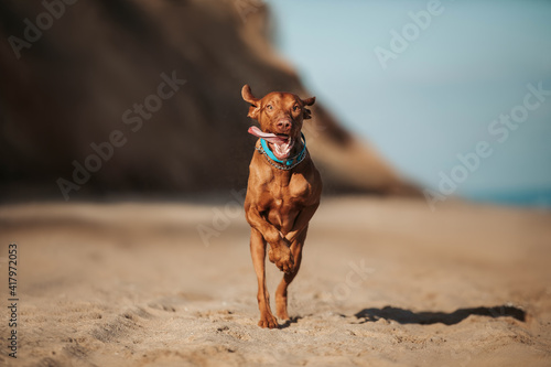 Happy dog running Vizsla on the seashore summer 