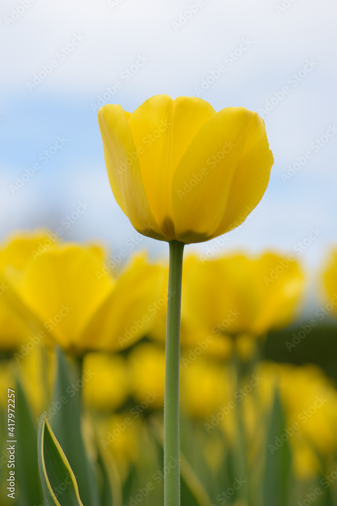 Fototapeta premium yellow tulips against sky
