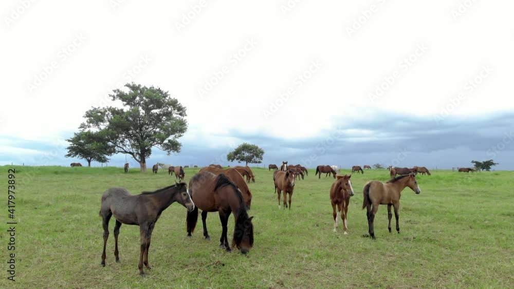 Thoroughbred horses grazing at cloudy day in a field. Thoroughbred horses grazing at cloudy day in a field.