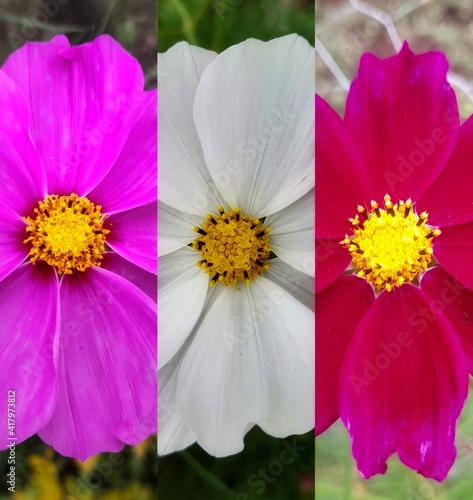 multi colored garden flowers