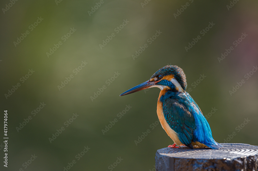 Fototapeta premium close up of kingfisher on branch