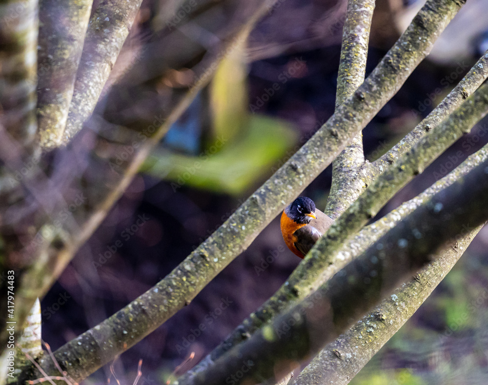 Closeup of American Robin (Turdus migratorius) in between tree branches