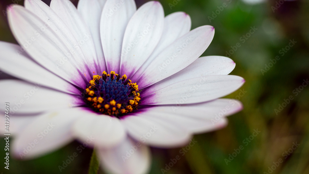 Detalle margarita blanca y violeta 2
