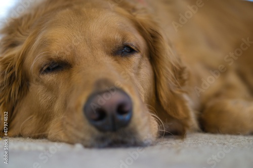 Closeup head shot of a cute sleepy adult golden retriever relaxing in the house