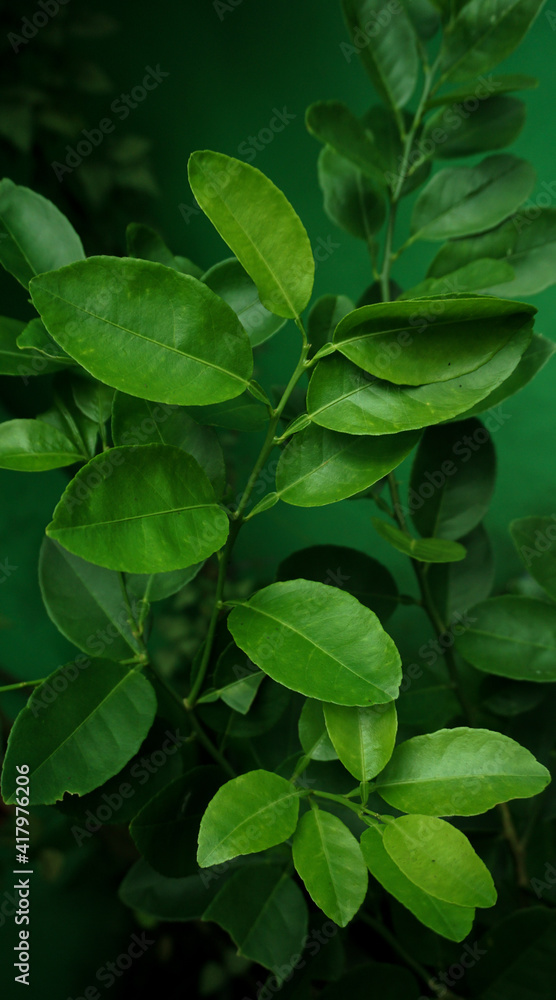 Lime leaf tree Lime leaves, lime leaves, green leaves, lime leaves on the tree Lime leaf tree Lime leaves, lime leaves, green leaves, lime leaves on the tree