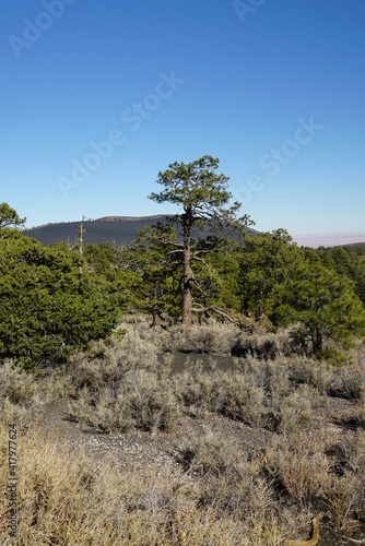 tree in the mountains