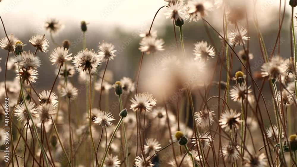 Close up grass flower waving against wind in beautiful sunset or sunrise, slow motion. Vintage autumn landscape natural background. Concept of nature, flowers, spring, autumn, landscape.
Close up grass flower waving against wind in beautiful sunset or sunrise, slow motion. Vintage autumn landscape natural background. Concept of nature, flowers, spring, autumn, landscape.
