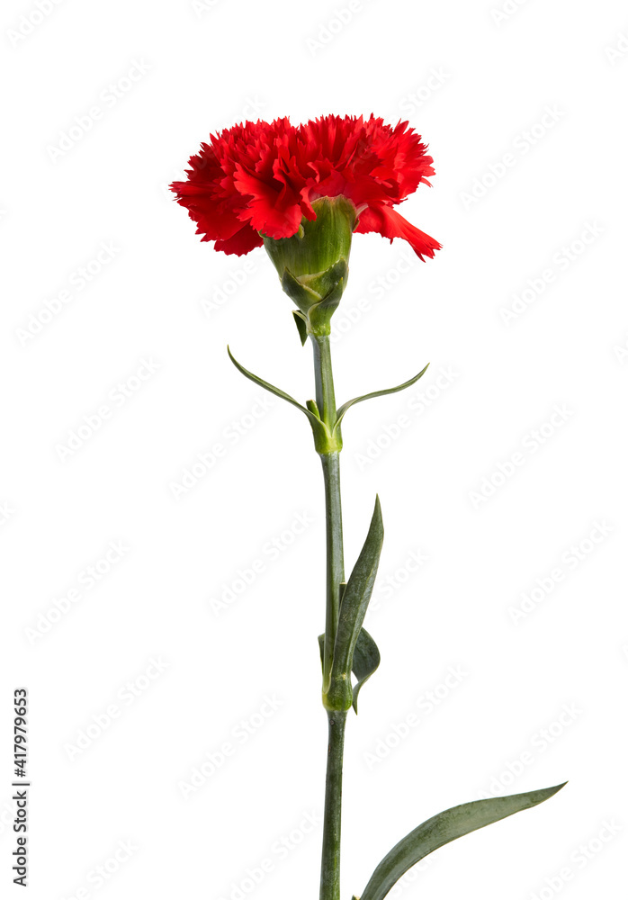 Red carnations flower Red carnations flower