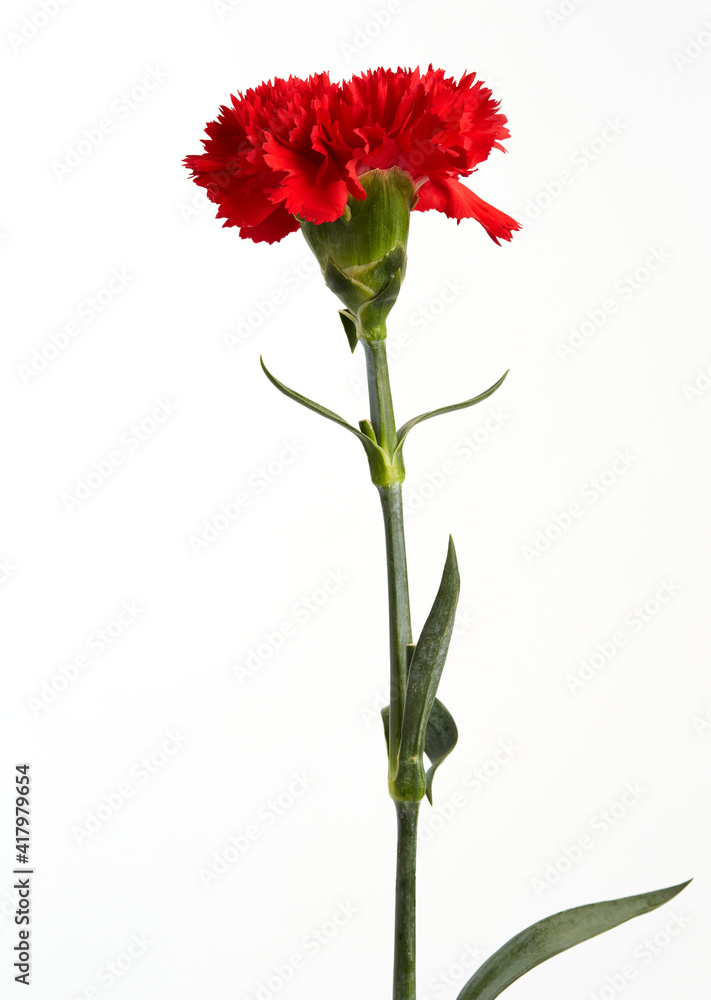 Red carnations flower Red carnations flower