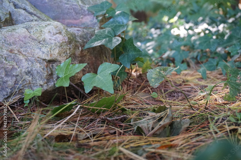 Vine growing on the forest floor with rock Vine growing on the forest floor with rock