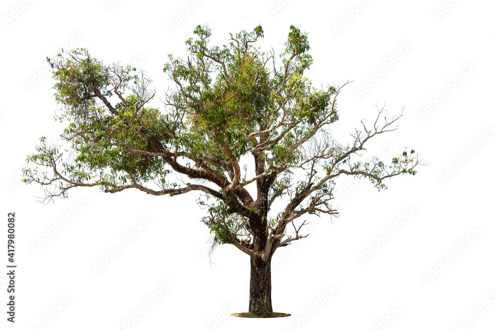 Obraz premium Trees isolated on white background, tropical trees isolated used for design, advertising and architecture.