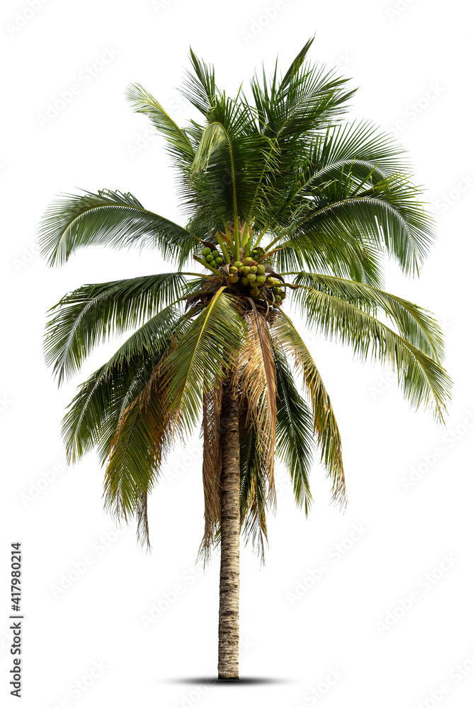 Obraz premium Coconut palm tree isolated on white background.