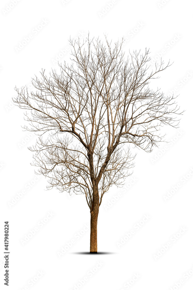 Dead tree isolated on a white background, clipping path. Dead tree isolated on a white background, clipping path.