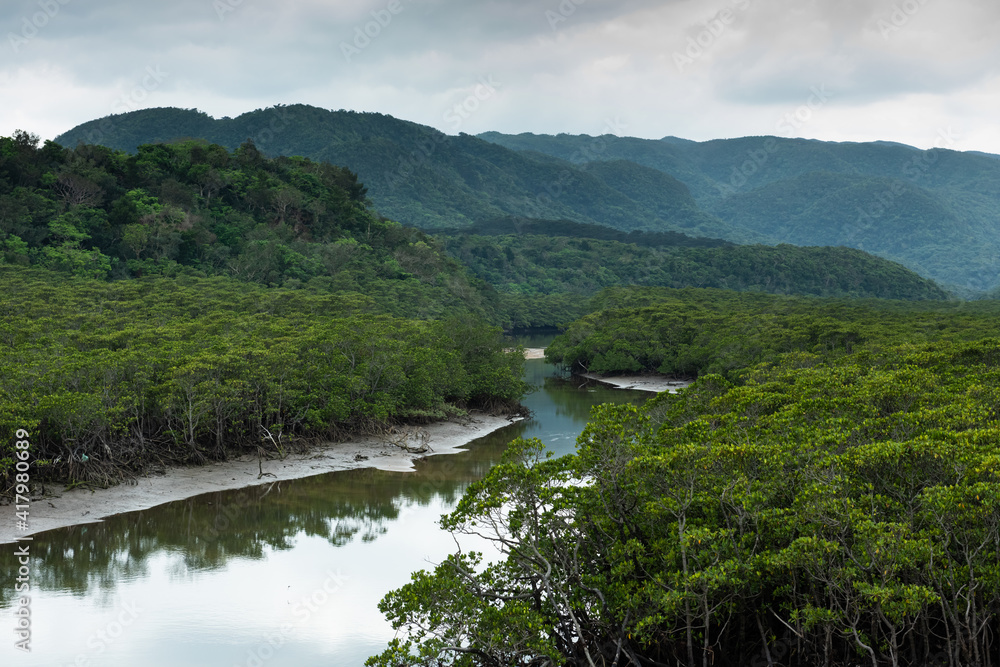Mangrove along the Goyoshi River with beautiful mountains in the background, Iriomote Island, Yaeyama.
