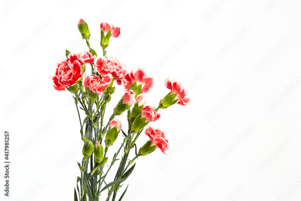 Beautiful pink carnations flower Beautiful pink carnations flower