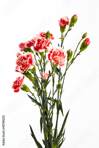Beautiful pink carnations flower