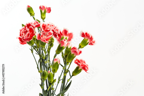 Beautiful pink carnations flower