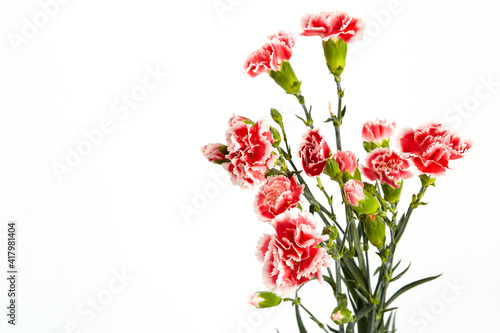 Beautiful pink carnations flower