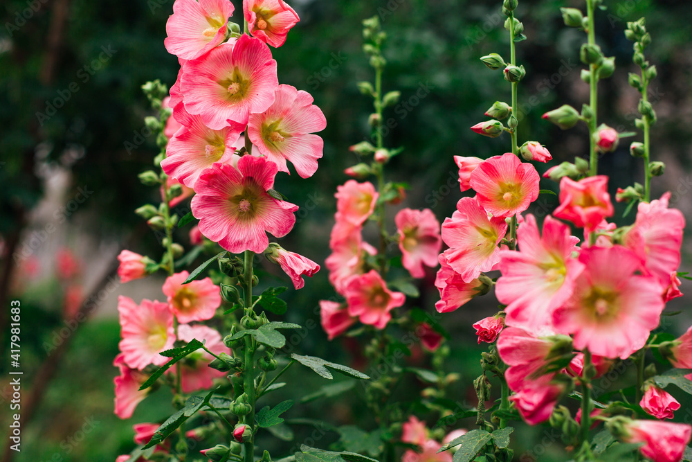 Fototapeta premium Pink mallow flowers in a green yard