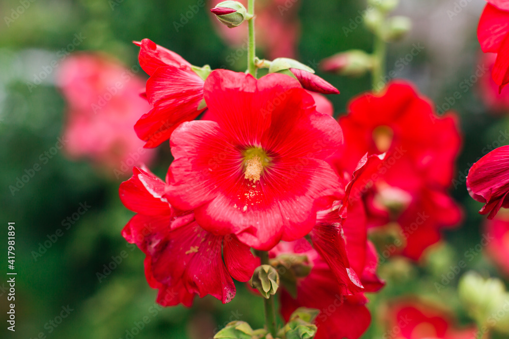 Fototapeta premium Red mallow flowers in a green yard