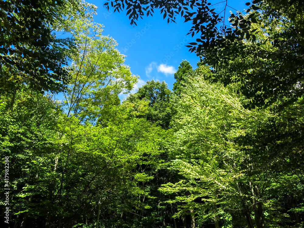 Fototapeta premium 森の新緑と青空