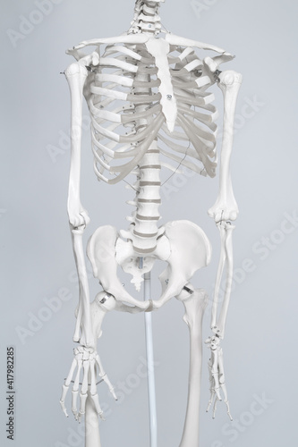 Human medical skeleton on the white background.