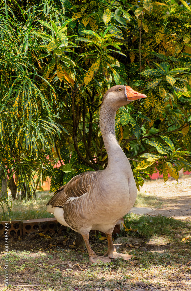 Obraz premium grey domestic goose in the forest