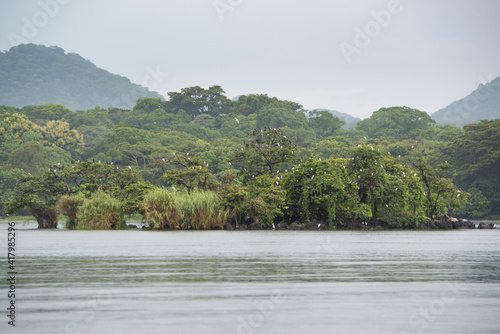 Crocodile island with seagulls on the trees 