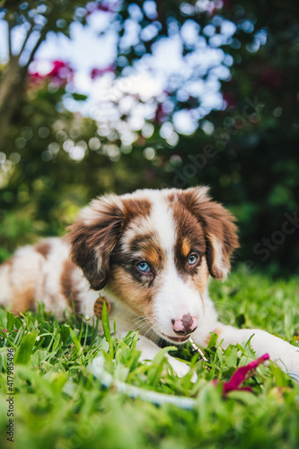 Australian Shepherd puppies play in grass