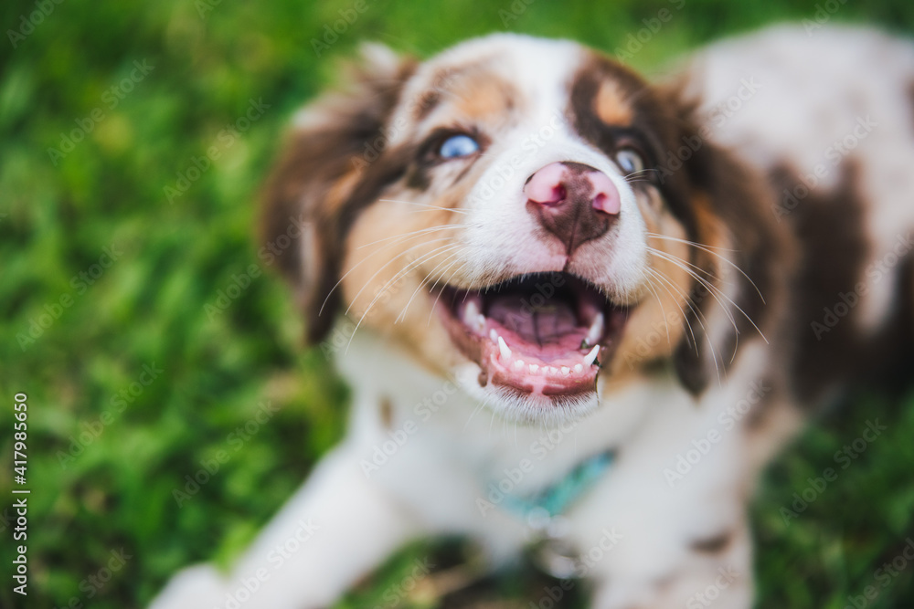 Australian Shepherd puppies play in grass Australian Shepherd puppies play in grass