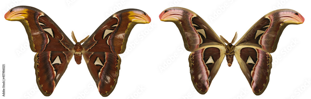Attacus atlas isolated. Attacus atlas moth isolated on white background ...