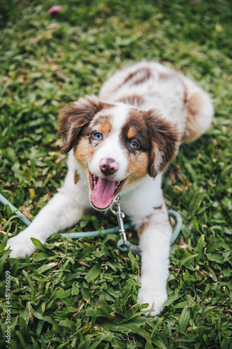Australian Shepherd puppies play in grass