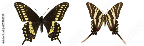 Protographium marcellus isolated. Papilio polyxenes isolated. mix set of beautiful butterflies on a white background. set of butterflies. butterfly isolated on white background.butterflies on white photo