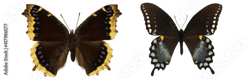 mourning cloak nymphalis antiopa isolated. Papilio polyxenes isolated. mix set of beautiful butterflies on a white background. set of butterflies. butterfly isolated on white background.butterflies  photo