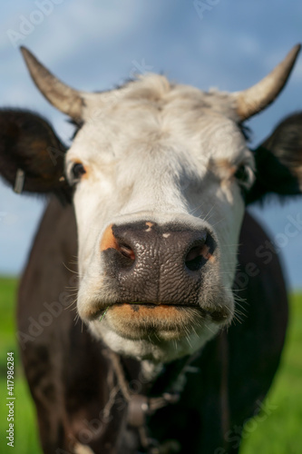 A cow with a white muzzle and black croup grazes on a green meadow.