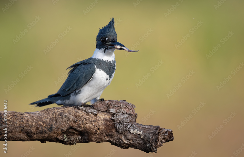 Obraz premium Belted Kingfisher in Florida 