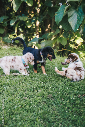 Australian Shepherd puppies play in grass