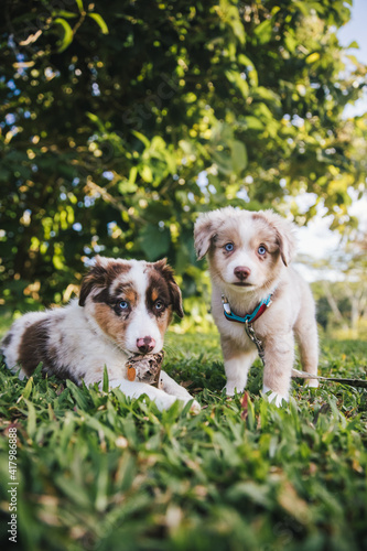 Australian Shepherd puppies play in grass