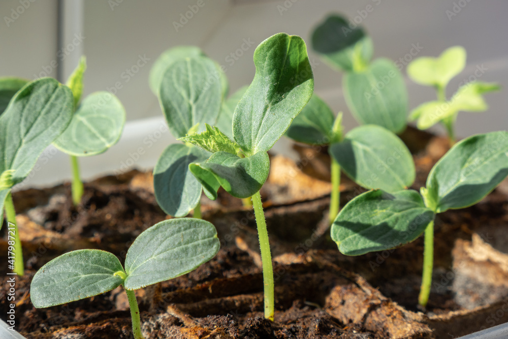 Young seedlings in peat pots on windowsill in morning sun. Natural blurred background, selective focus. Young seedlings in peat pots on windowsill in morning sun. Natural blurred background, selective focus.