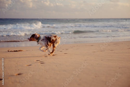 Australian Shepherd puppy and owner play on the beach