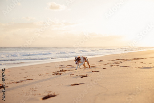 Fototapeta Naklejka Na Ścianę i Meble -  Australian Shepherd puppy and owner play on the beach
