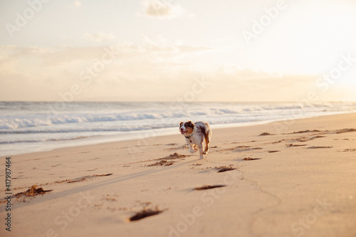 Australian Shepherd puppy and owner play on the beach
