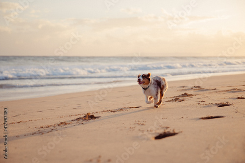 Fototapeta Naklejka Na Ścianę i Meble -  Australian Shepherd puppy and owner play on the beach