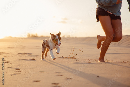 Australian Shepherd puppy and owner play on the beach