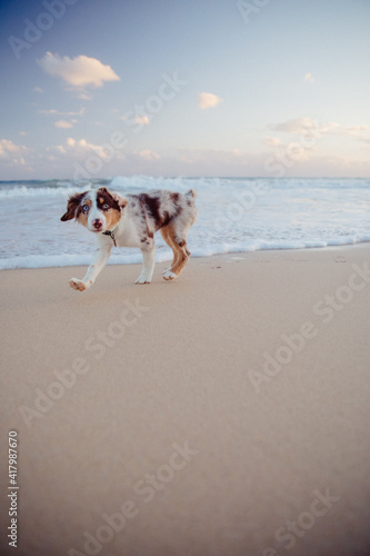 Australian Shepherd puppy and owner play on the beach