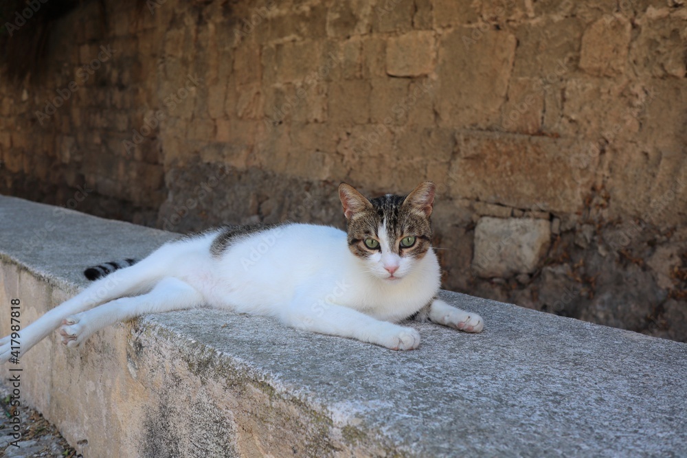 ヨーロッパギリシャロードス島の猫
