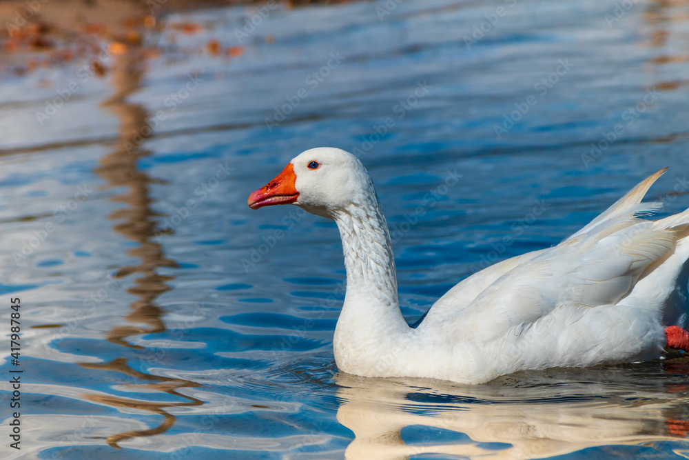 Closeup of goose swimming in the lake.