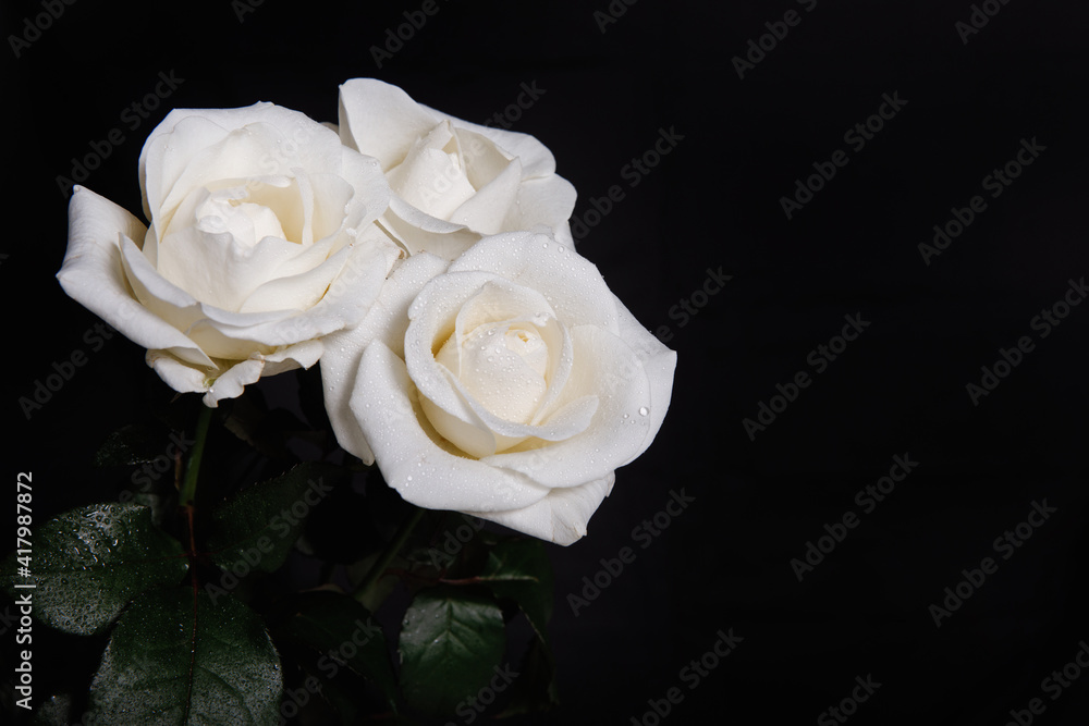 Card with white roses for design Card with white roses for design