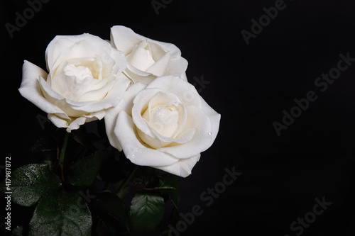 Fototapeta Naklejka Na Ścianę i Meble -  Card with white roses for design
