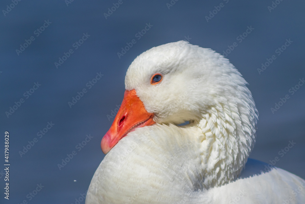 Closeup of goose swimming in the lake. Closeup of goose swimming in the lake.